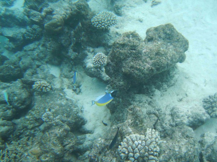 YAKUMO DIGITAL STILL CAMERA