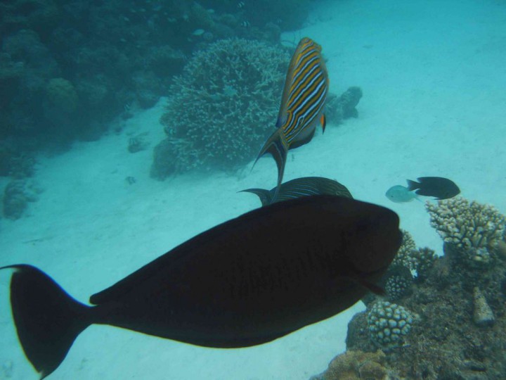 YAKUMO DIGITAL STILL CAMERA