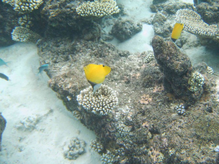 YAKUMO DIGITAL STILL CAMERA