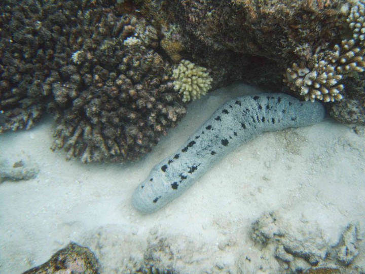 YAKUMO DIGITAL STILL CAMERA