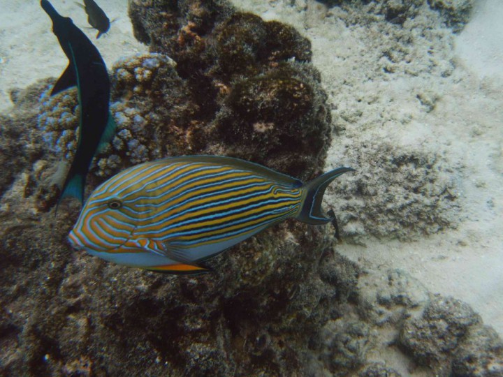 YAKUMO DIGITAL STILL CAMERA