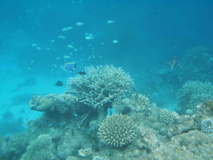 YAKUMO DIGITAL STILL CAMERA