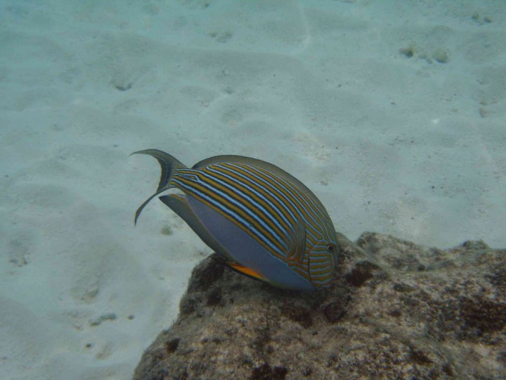 YAKUMO DIGITAL STILL CAMERA