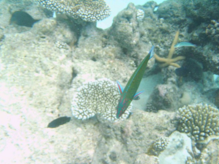 YAKUMO DIGITAL STILL CAMERA